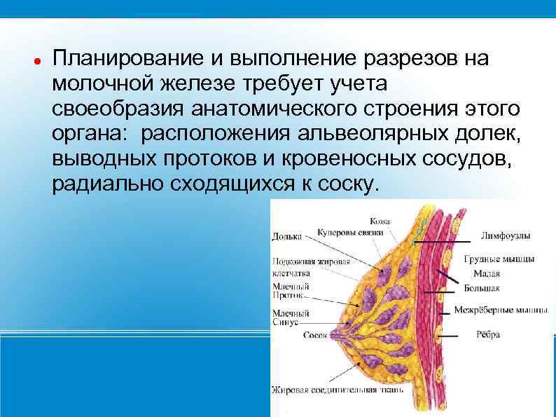 Железистый тип строения молочных желез