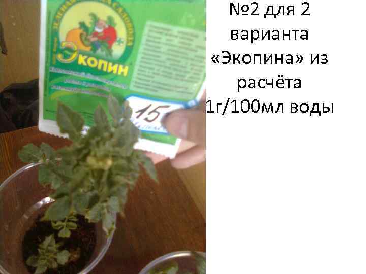 № 2 для 2 варианта «Экопина» из расчёта 1 г/100 мл воды 