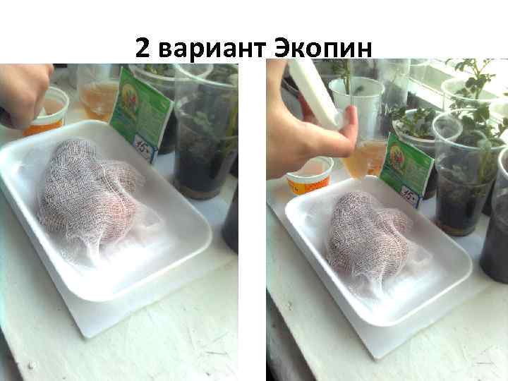 2 вариант Экопин 