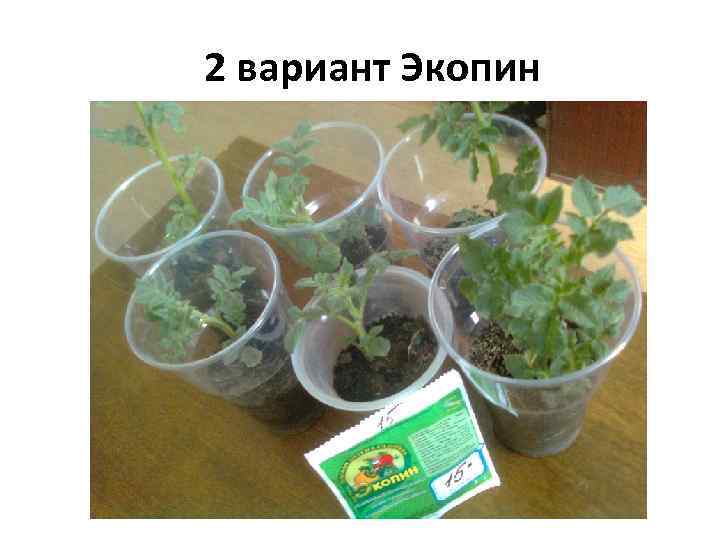 2 вариант Экопин 