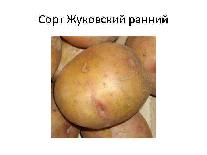 Сорт Жуковский ранний 