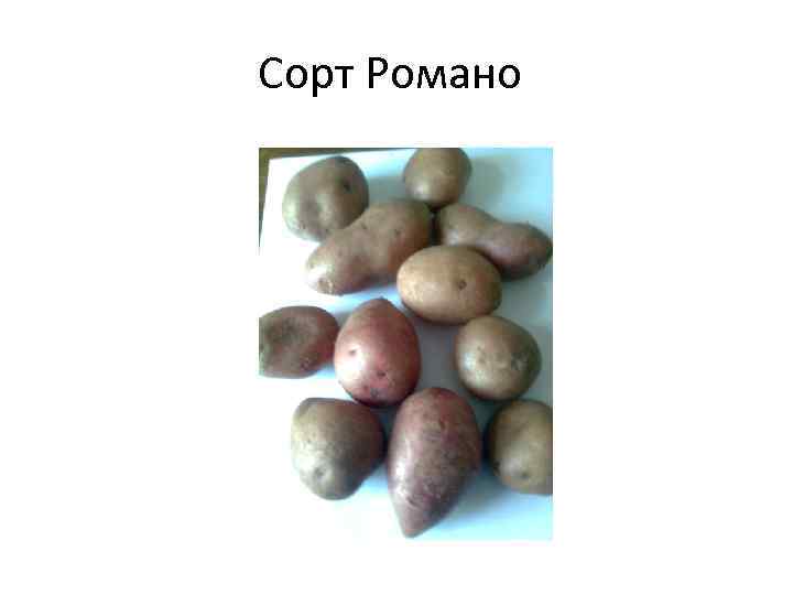 Сорт Романо 