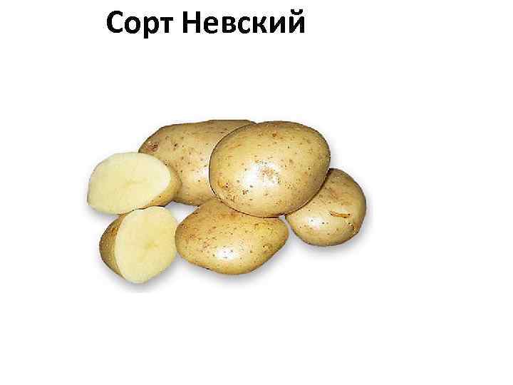 Сорт Невский 