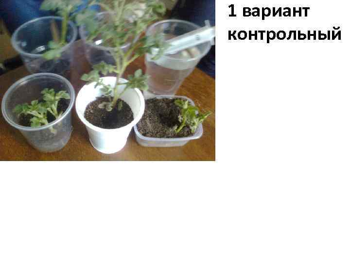 1 вариант контрольный 