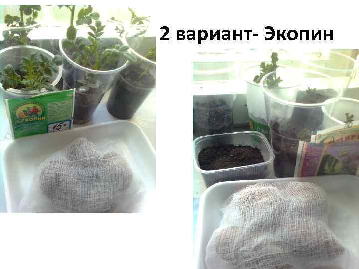 2 вариант- Экопин 