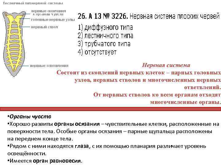 Нервная система Состоит из скоплений нервных клеток – парных головных узлов, нервных стволов и