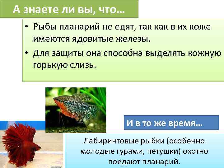 А знаете ли вы, что… • Рыбы планарий не едят, так как в их