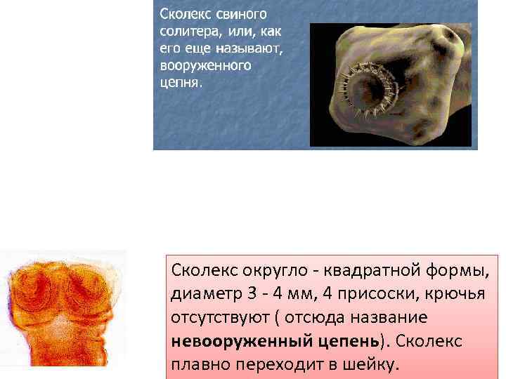 Сколекс округло - квадратной формы, диаметр 3 - 4 мм, 4 присоски, крючья отсутствуют
