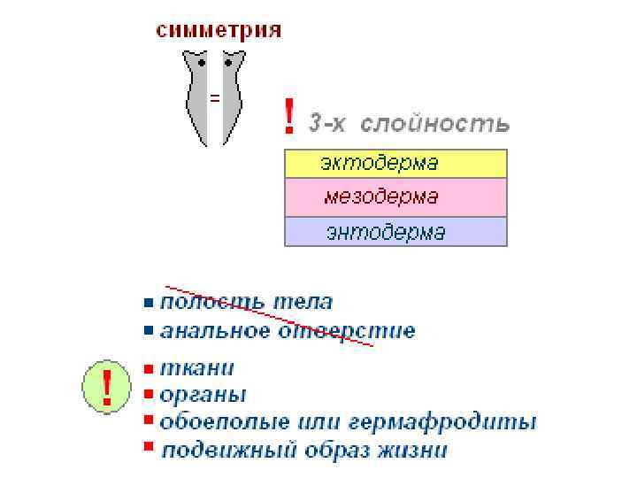 Гермафродиты как выглядит органы человека схема расположения