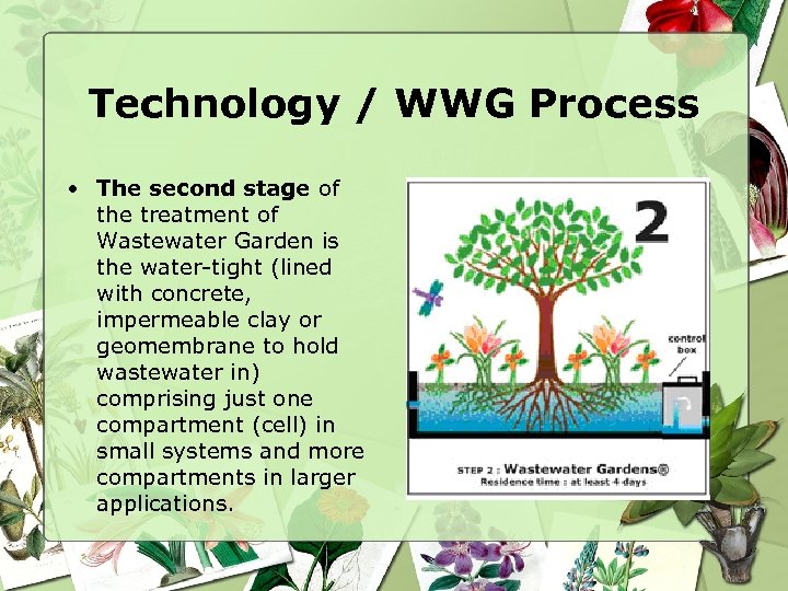 Technology / WWG Process • The second stage of the treatment of Wastewater Garden