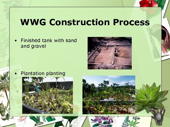 WWG Construction Process • Finished tank with sand gravel • Plantation planting 