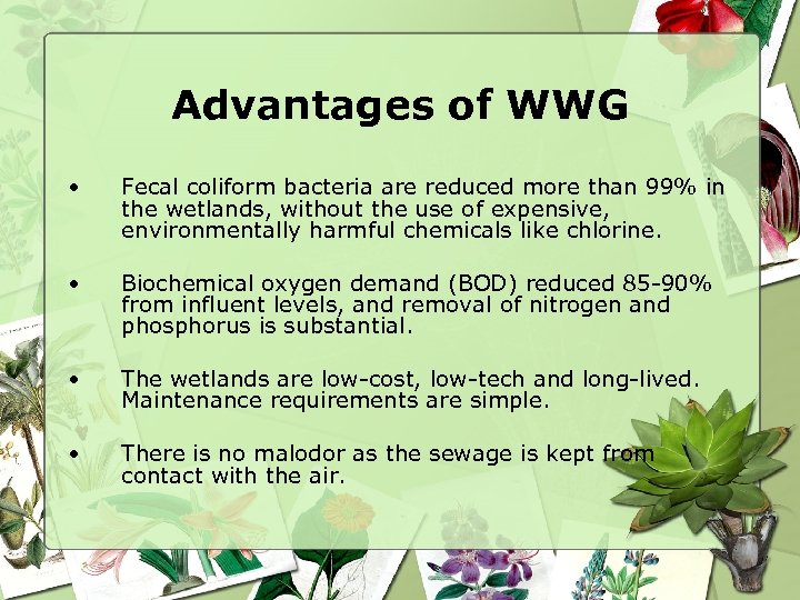 Advantages of WWG • Fecal coliform bacteria are reduced more than 99% in the
