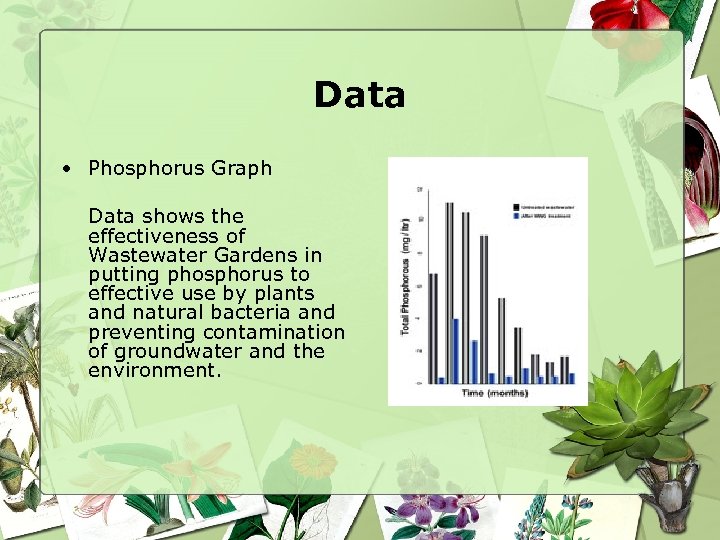 Data • Phosphorus Graph Data shows the effectiveness of Wastewater Gardens in putting phosphorus