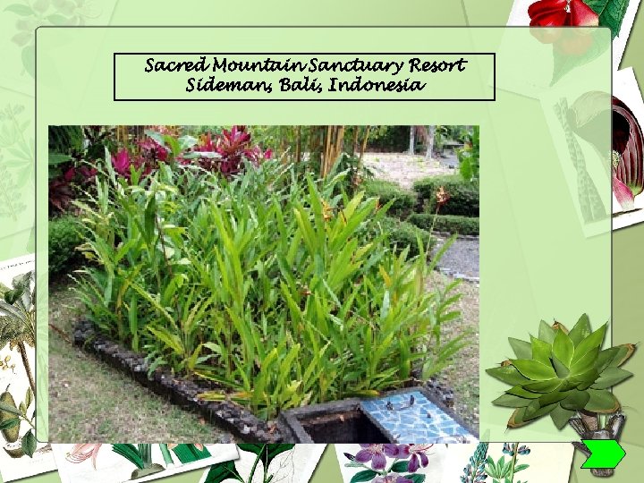 Sacred Mountain Sanctuary Resort Sideman, Bali, Indonesia 