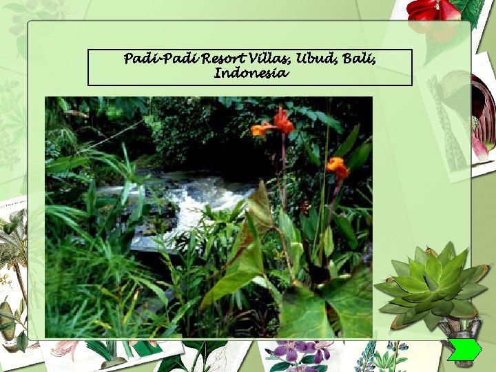 Padi-Padi Resort Villas, Ubud, Bali, Indonesia 