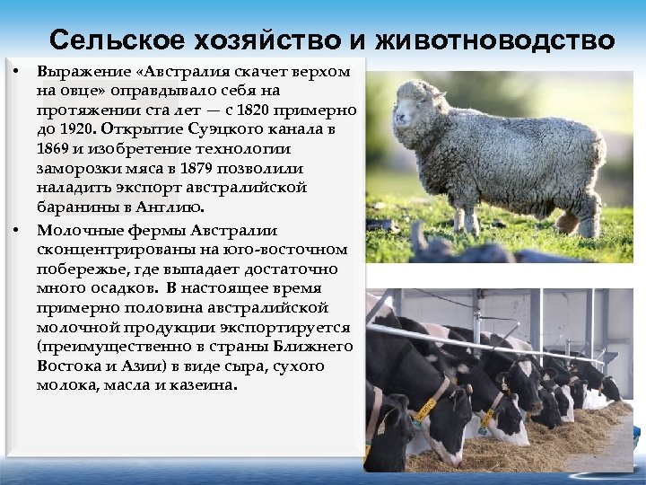 Сельское хозяйство и животноводство • • Выражение «Австралия скачет верхом на овце» оправдывало себя