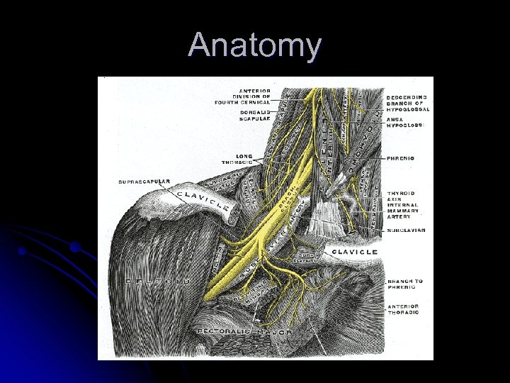 Anatomy 