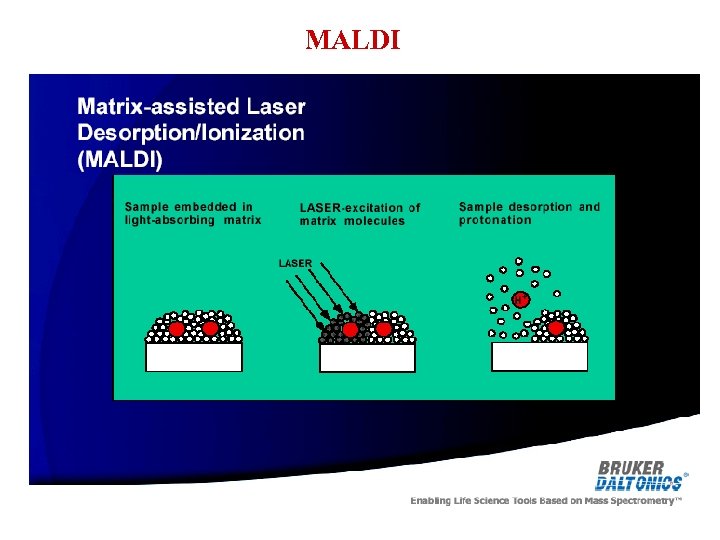 MALDI 