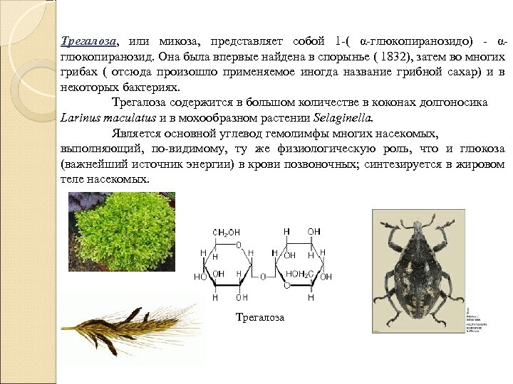 Трегалоза, или микоза, представляет собой 1 -( α-глюкопиранозидо) - αглюкопиранозид. Она была впервые найдена