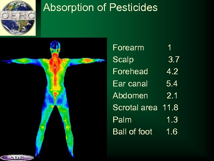 Absorption of Pesticides Forearm 1 Scalp 3. 7 Forehead 4. 2 Ear canal 5.