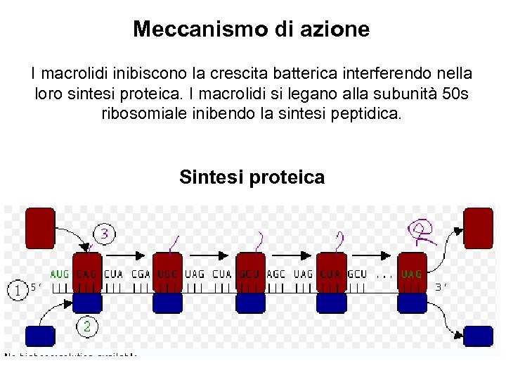 Meccanismo di azione I macrolidi inibiscono la crescita batterica interferendo nella loro sintesi proteica.
