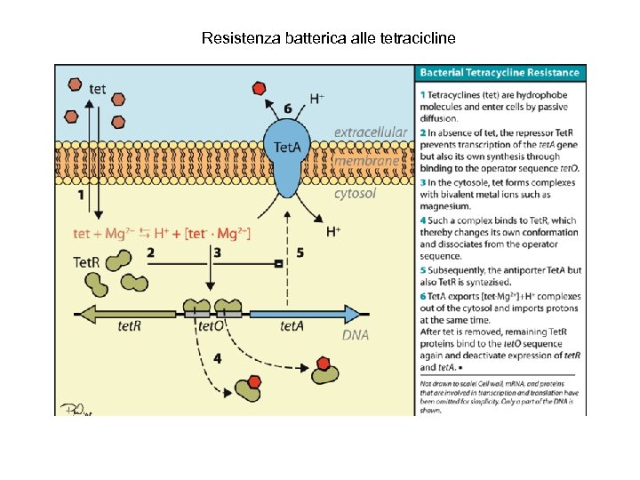 Resistenza batterica alle tetracicline 