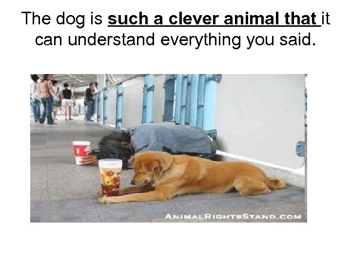 The dog is such a clever animal that it can understand everything you said.