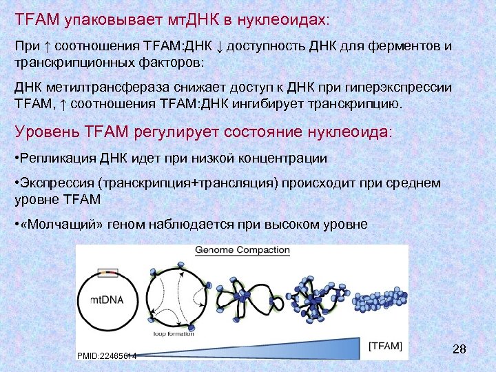 Замена днк