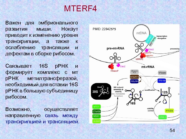 16s ррнк. Транскрипция, процессинг рибосомальной РНК. Праймеры на ген 16s РРНК.