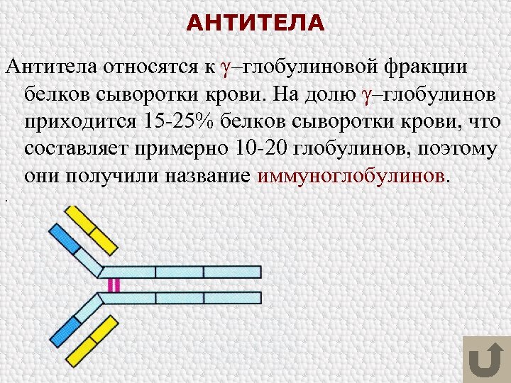 АНТИТЕЛА Антитела относятся к γ–глобулиновой фракции белков сыворотки крови. На долю γ–глобулинов приходится 15