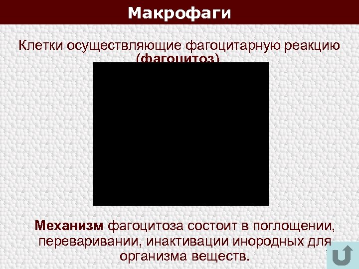 Макрофаги Клетки осуществляющие фагоцитарную реакцию (фагоцитоз). Механизм фагоцитоза состоит в поглощении, переваривании, инактивации инородных