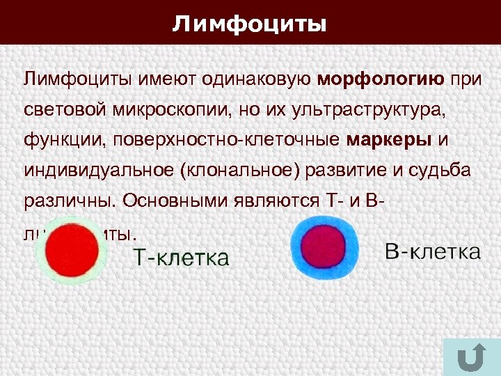 Лимфоциты имеют одинаковую морфологию при световой микроскопии, но их ультраструктура, функции, поверхностно-клеточные маркеры и