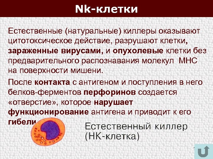 Nk-клетки Естественные (натуральные) киллеры оказывают цитотоксическое действие, разрушают клетки, зараженные вирусами, и опухолевые клетки