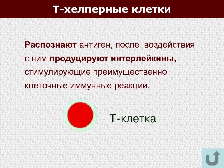 Т-хелперные клетки Распознают антиген, после воздействия с ним продуцируют интерлейкины, стимулирующие преимущественно клеточные иммунные