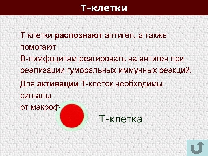 Т-клетки распознают антиген, а также помогают В-лимфоцитам реагировать на антиген при реализации гуморальных иммунных