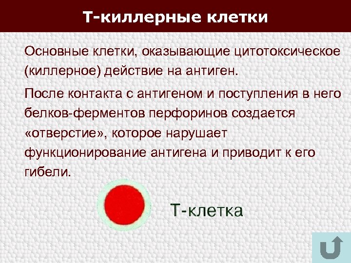 Т-киллерные клетки Основные клетки, оказывающие цитотоксическое (киллерное) действие на антиген. После контакта с антигеном