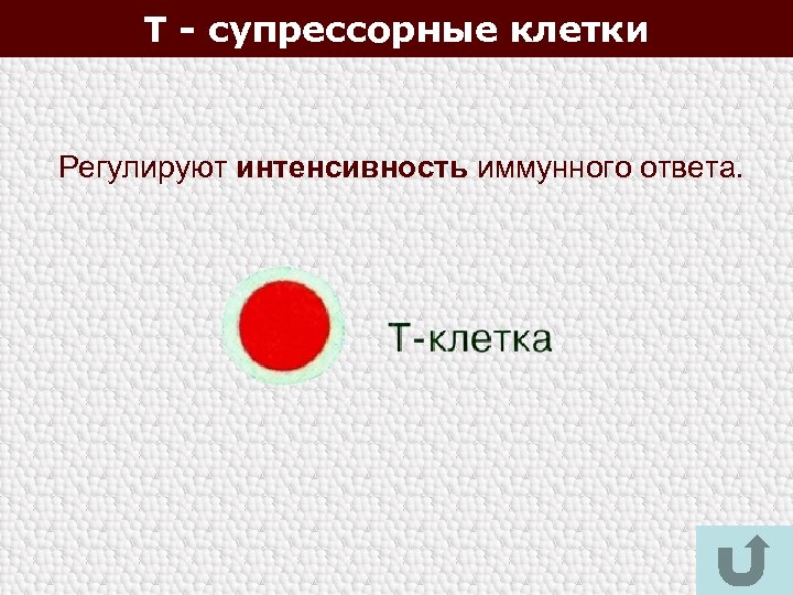 Т - супрессорные клетки Регулируют интенсивность иммунного ответа. 118 