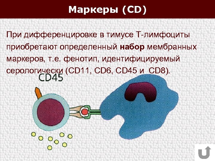 Маркеры (CD) При дифференцировке в тимусе Т-лимфоциты приобретают определенный набор мембранных маркеров, т. е.