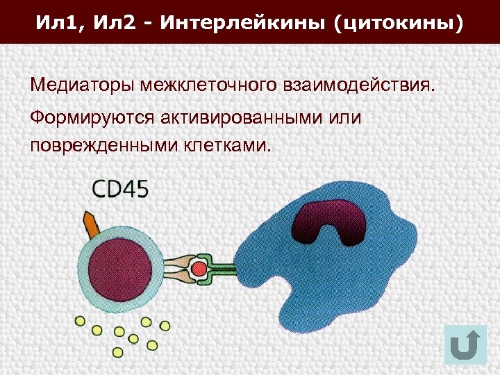 Ил 1, Ил 2 - Интерлейкины (цитокины) Медиаторы межклеточного взаимодействия. Формируются активированными или поврежденными