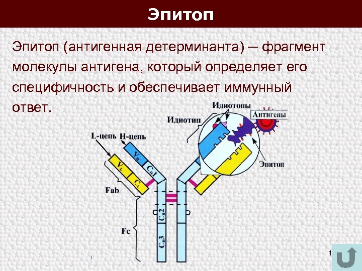 Определение антигена