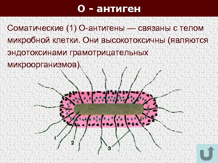 О - антиген Соматические (1) О-антигены — связаны с телом микробной клетки. Они высокотоксичны