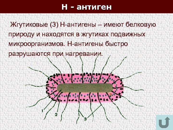 Н - антиген Жгутиковые (3) Н-антигены – имеют белковую природу и находятся в жгутиках