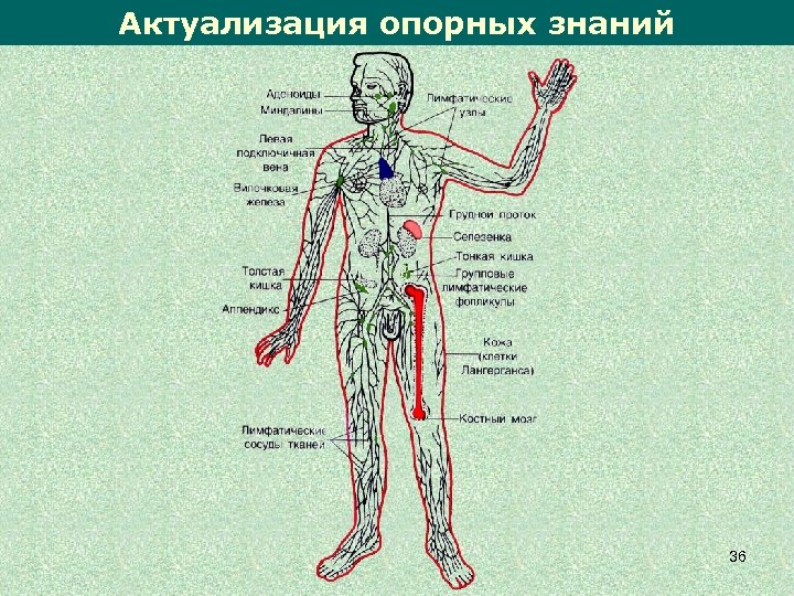 Актуализация опорных знаний 36 