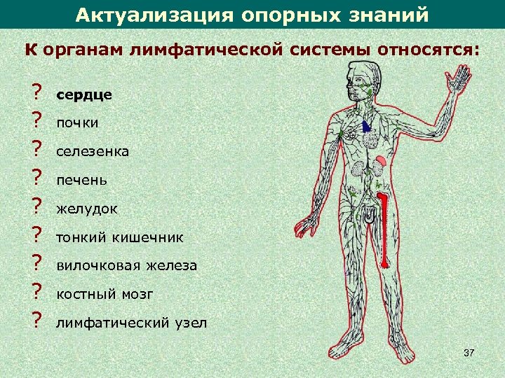 Что относится к органам человека