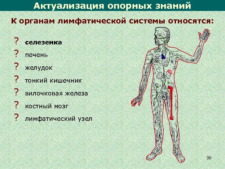 Актуализация опорных знаний К органам лимфатической системы относятся: ? ? ? ? селезенка печень