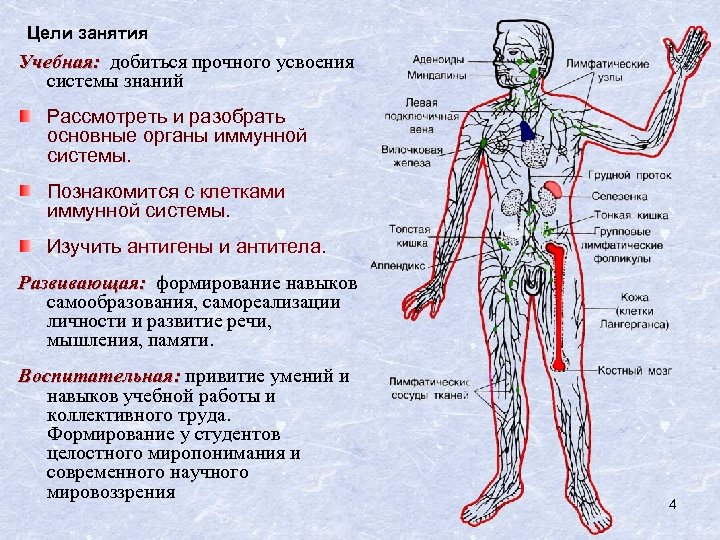 Цели занятия Учебная: добиться прочного усвоения системы знаний Рассмотреть и разобрать основные органы иммунной