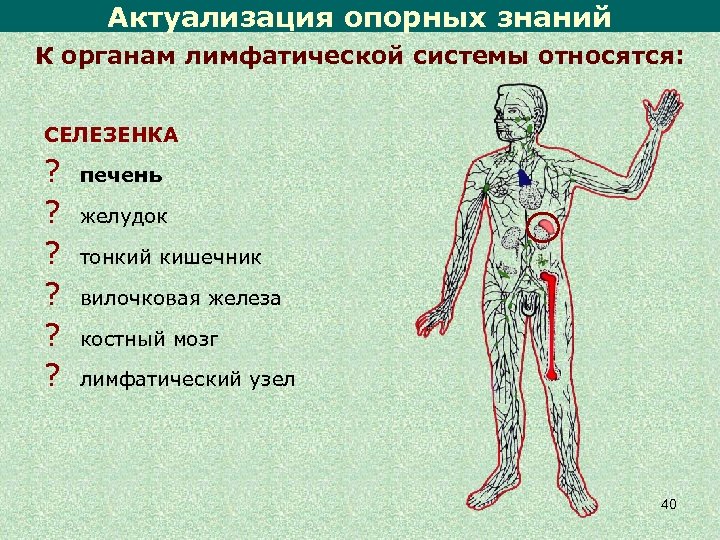 К лимфатической системе относят