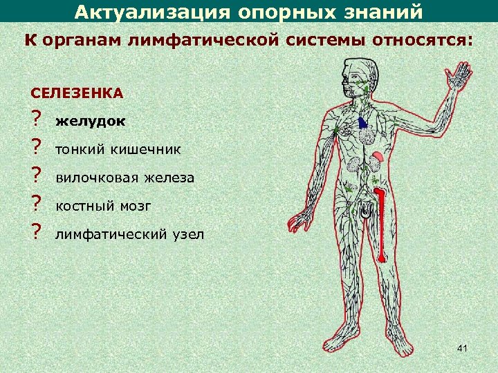 Актуализация опорных знаний К органам лимфатической системы относятся: СЕЛЕЗЕНКА ? ? ? желудок тонкий