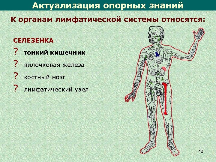 Актуализация опорных знаний К органам лимфатической системы относятся: СЕЛЕЗЕНКА ? ? тонкий кишечник вилочковая