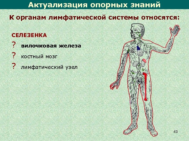 Актуализация опорных знаний К органам лимфатической системы относятся: СЕЛЕЗЕНКА ? ? ? вилочковая железа